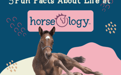 5 Things To Know About Life at horseOlogy: You Won’t Believe Number 5!