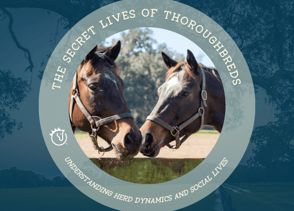 The Secret Lives of Thoroughbreds: Understanding Herd Dynamics and Social Lives