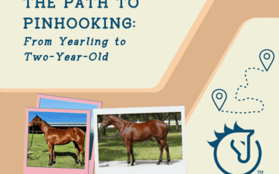 The Path to Pinhooking: From Yearling to Two-Year-Old