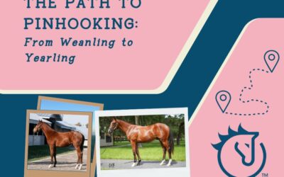 The Path to Pinhooking: From Weanling to Yearling