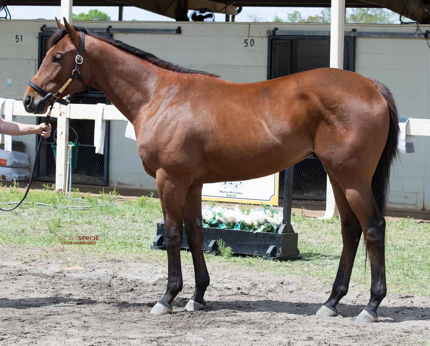 FTMMAY25, HIP 555, c. Uncle Mo - Cash Refund (GB) 23