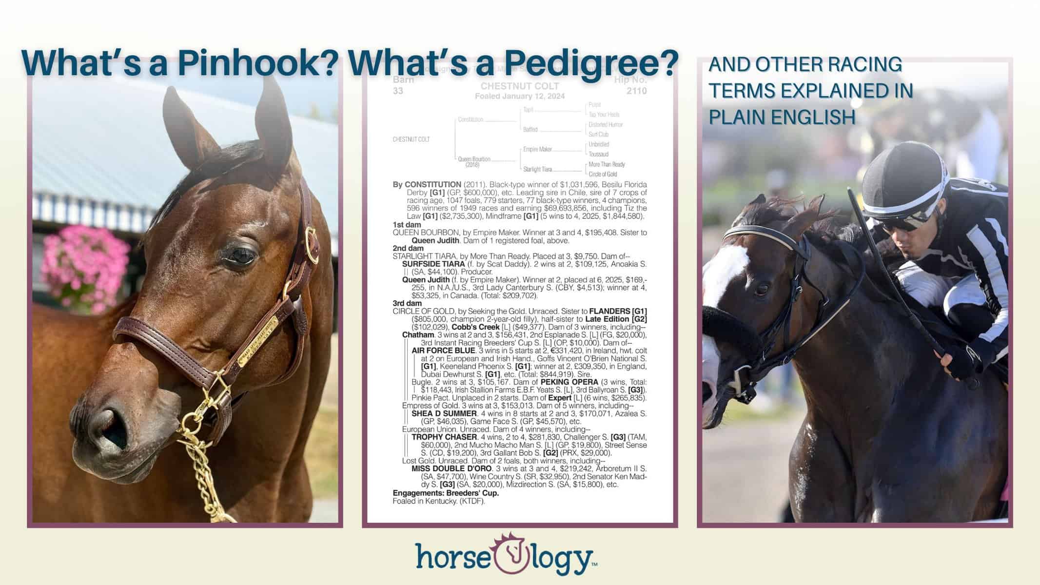Plain English Guide to the Thoroughbred World
