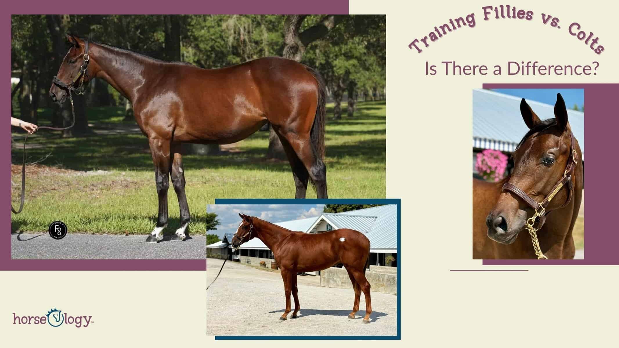 Training Fillies vs. Colts: Breaking Myths in the Thoroughbred World