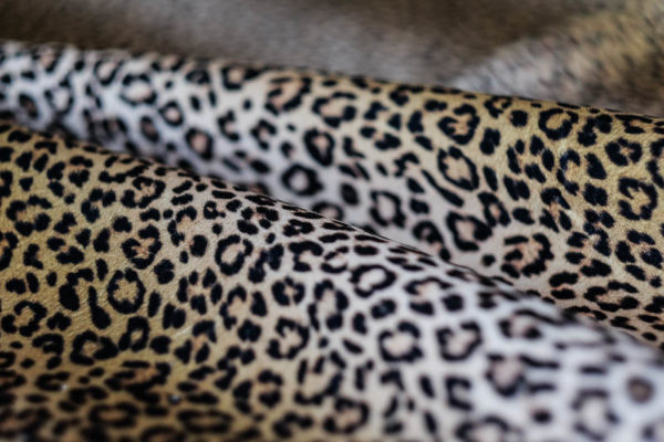 Do Ya Think I’m Sexy Fabric