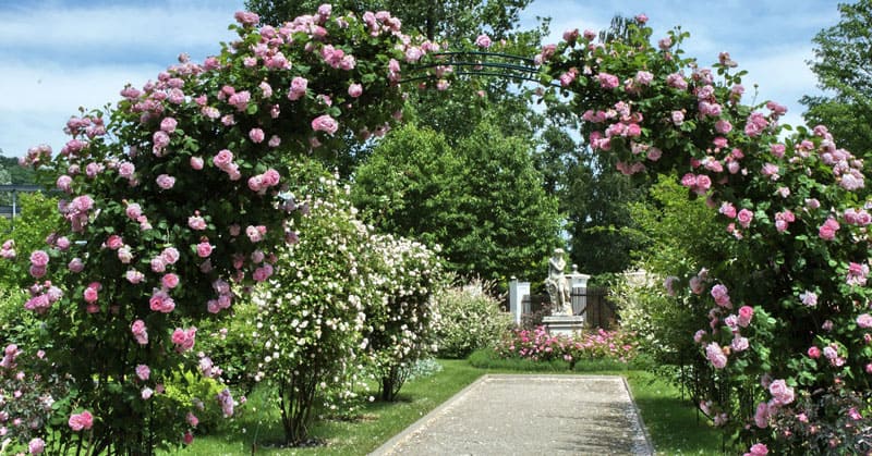 Rose arch in a garden