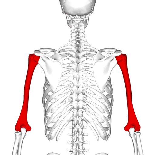 Humerus (Upper arm bone).