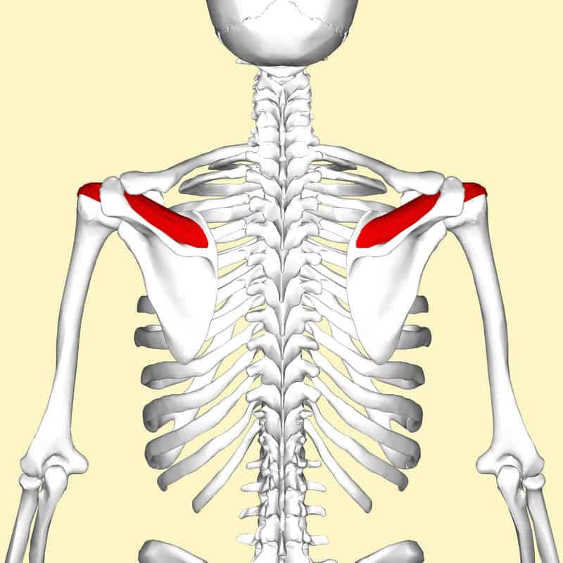 Supraspinatus muscle (rotator cuff)