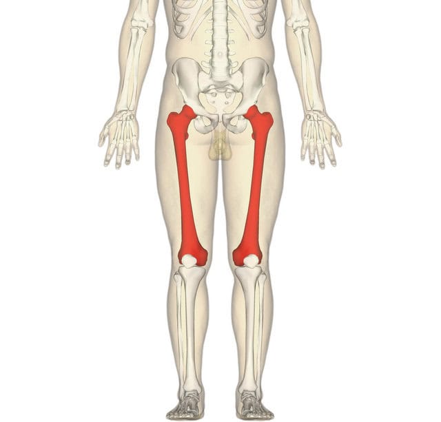 Femur
