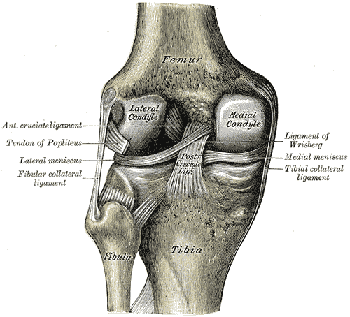 Left knee-joint from behind