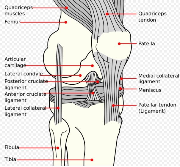 Patella