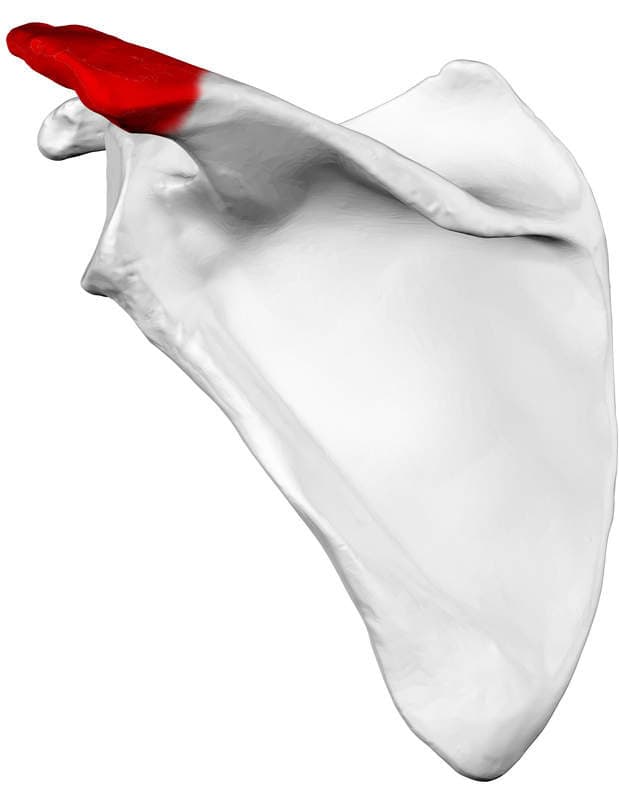 Acromion is in red. (Left scapula. View from the back.)