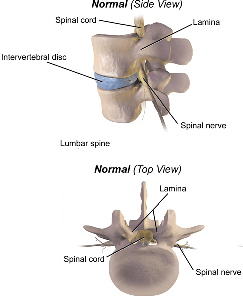 Lamina of the vertebrae in the spine