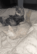 Lola en Bowy – katten van Rachelle, fris uit de trimsalon