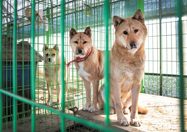 These Jindo dogs rescued from a chicken farm where they were fed only sick and dead chickens and kept in a filthy cage are awaiting adoption. [PARK SANG-MOON] 