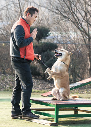 Lee Woong-jong, president of Esac Animal Companion in Hwaseong, Gyeonggi, commands a Jindo dog to sit. [PARK SANG-MOON] 