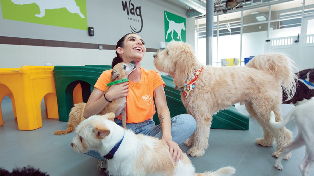 Wag Hotels employee caring for dogs in a luxury pet lounge during peak summer season