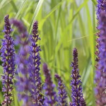 Växter till din trädgård