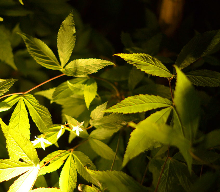 Trädgårdsbelysning, Belysningsplan