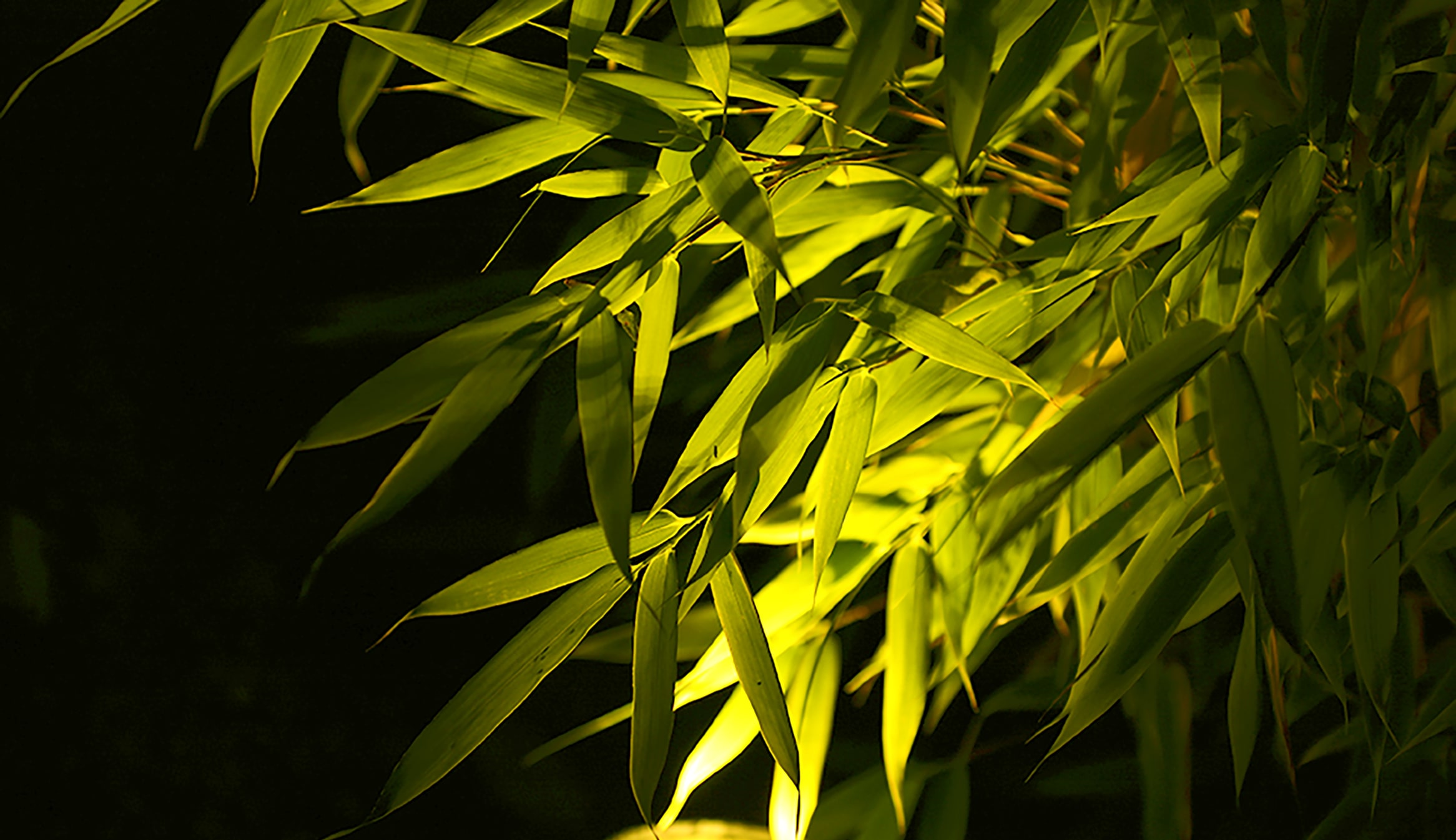 BELYS DIN TRÄDGÅRD