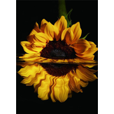 Diamond Painting 40x30cm Sonnenblume