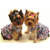 Diamond Painting 50x40cm Yorkshire Terrier