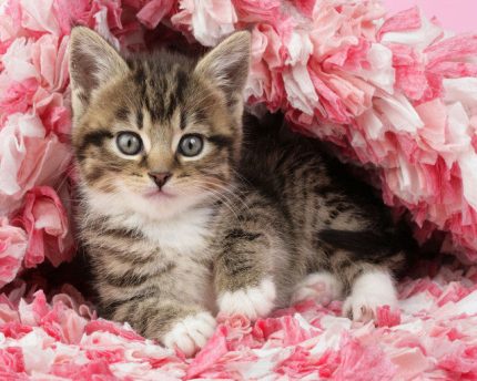 Figured Art - Malen nach Zahlen Katze unter Decke, 40x50 cm