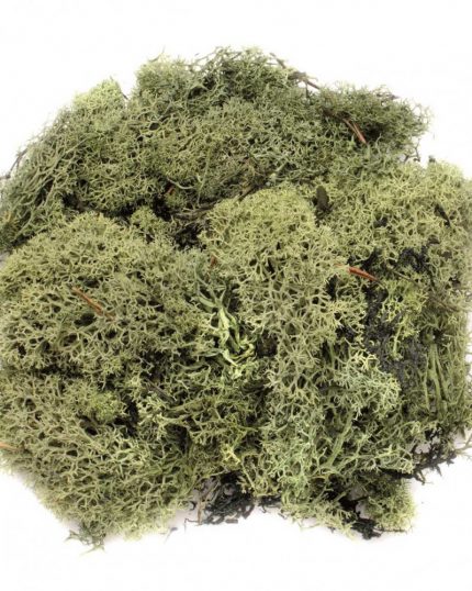 Islandmoos dunkelgrün 50g