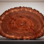tranche de bois silicifie