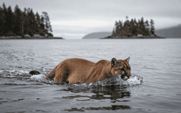 Télé-réalité : Cougar Island révèle ses règles du jeu surprenantes
