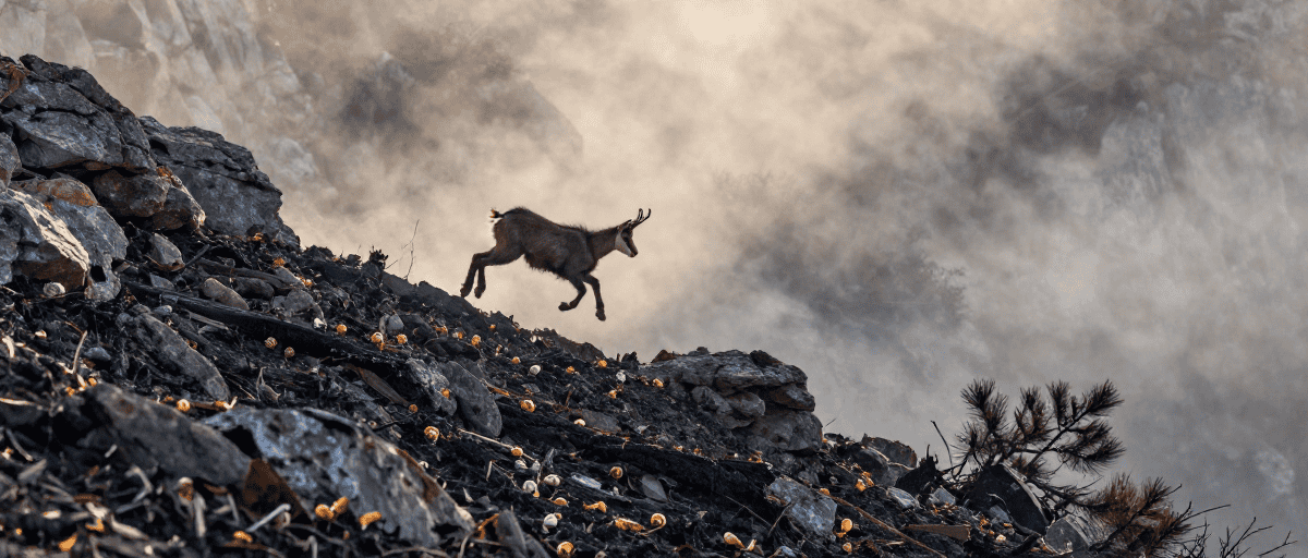 Chamois fuyant l'incendie