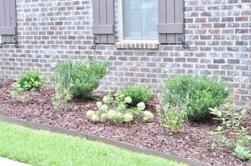 new flower bed with boxwoods and hydrangeas.