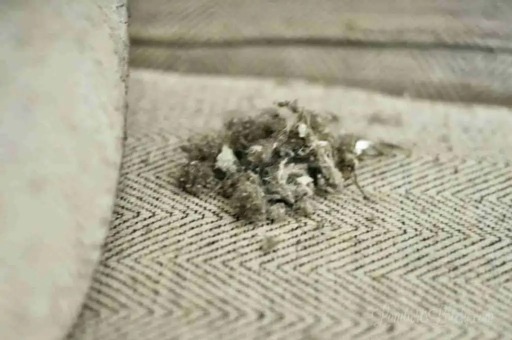 lint shaven from a couch