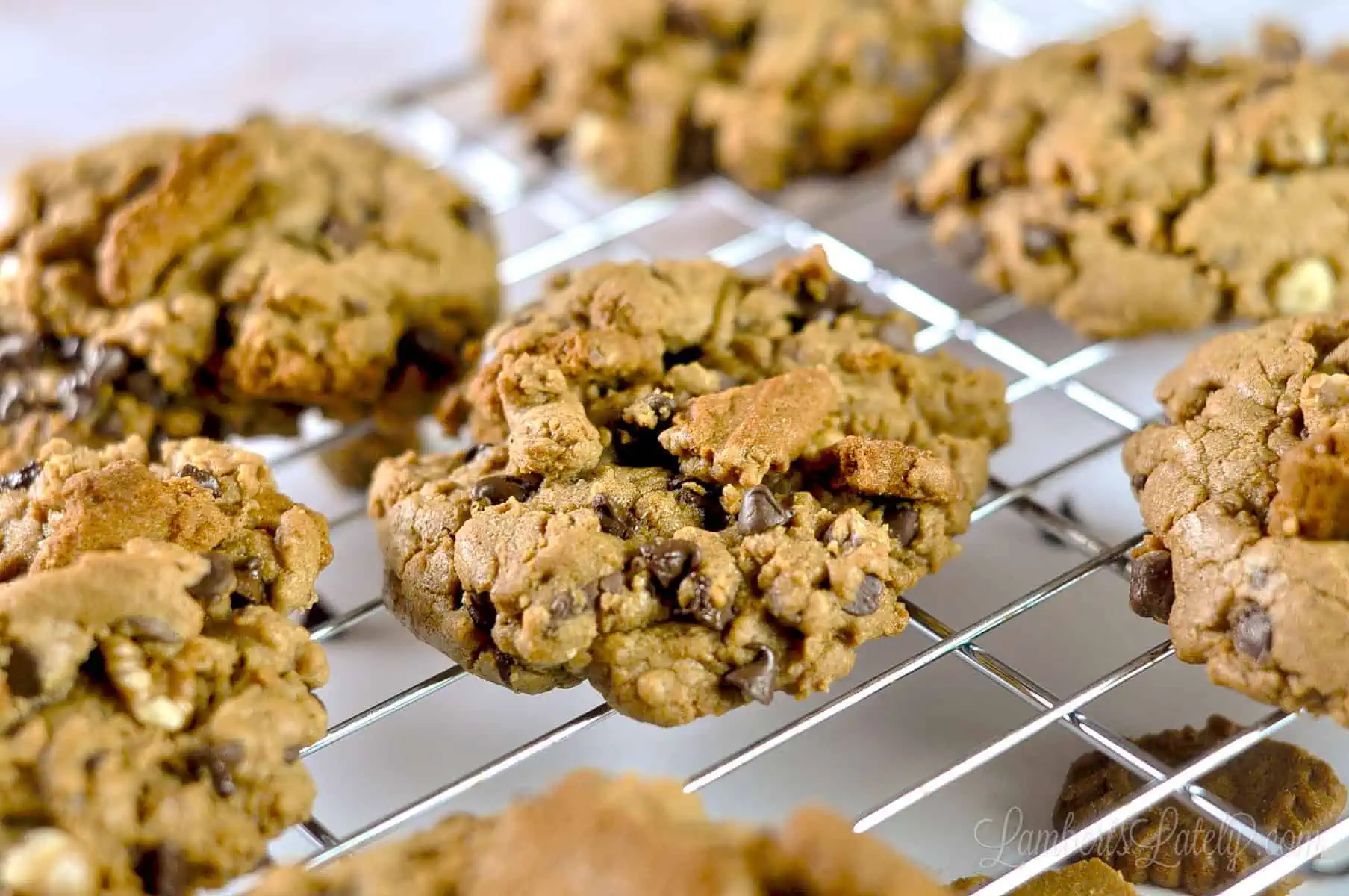 close up of cookie butter cookie with chocolate chips.