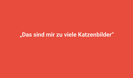 Katzenbilder Lindweiler, verschiedene schöne Katzenfotos, typisch für Lindweiler.