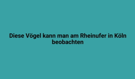 Vögel am Rheinauhafen in Köln, darunter Enten und Möwen, die auf dem Wasser schwimmen und die malerische Flusslandschaft beobachten.