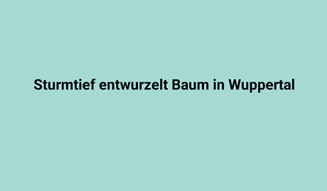 Entwurzelter Baum in Wuppertal nach Sturmflut, zerstörter Baumstumpf im Stadtpark.