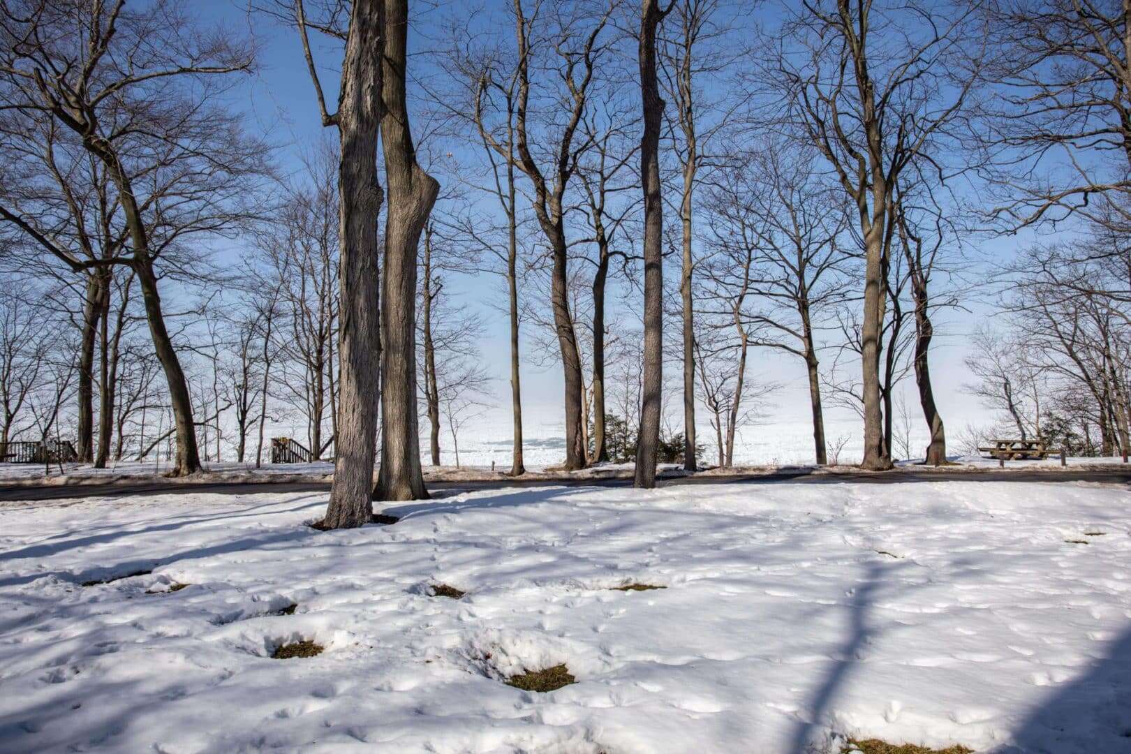 Winter landscape with leafless trees and snow-covered ground in Livingston.