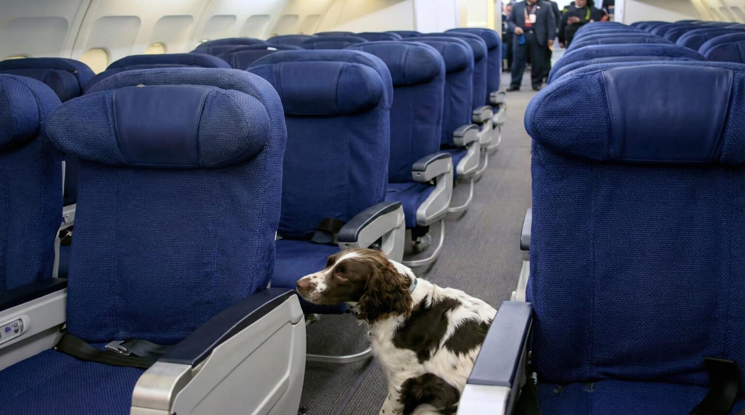 lupus-deployment-aircraft-dog