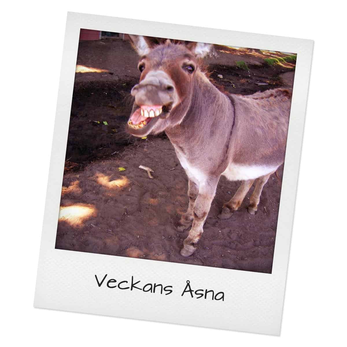 donkey