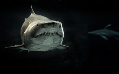 Full koll på datatrafiken – gratis med Wireshark