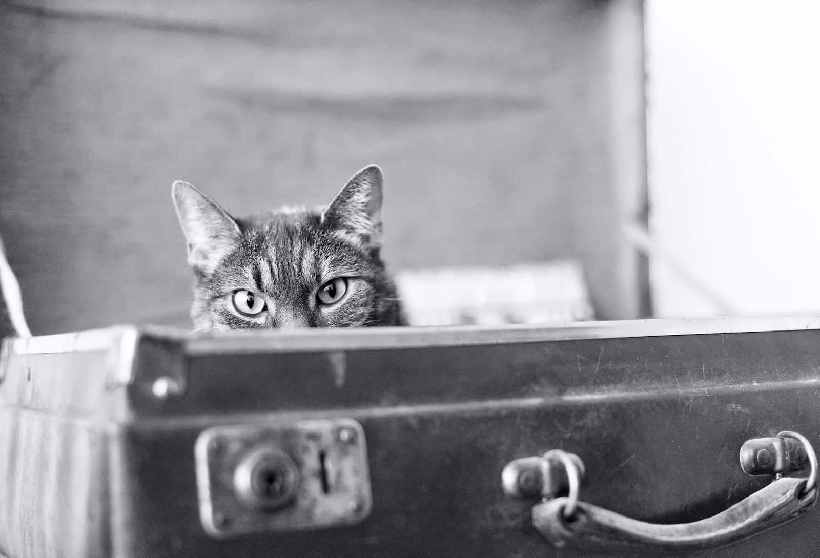tabby cat in black box