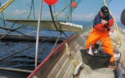 Nära 40 procent av laxfiskekvoten fångas i ett fredningsområde