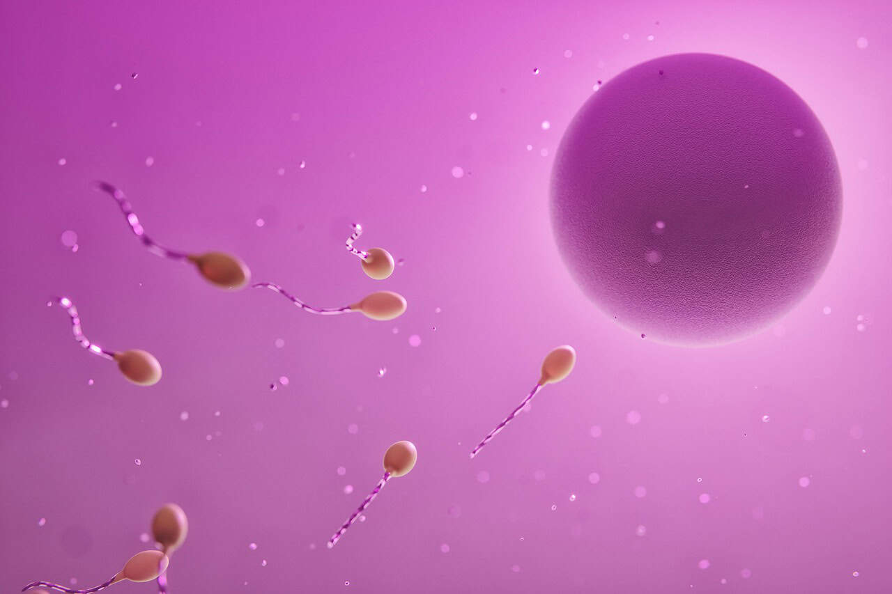 ovum, sperm, fertilization, egg cell, reproduction, ovum, sperm, sperm, sperm, sperm, sperm