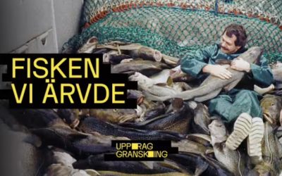 Uppdrag Granskning – granskar fiskeripolitiken i Östersjön