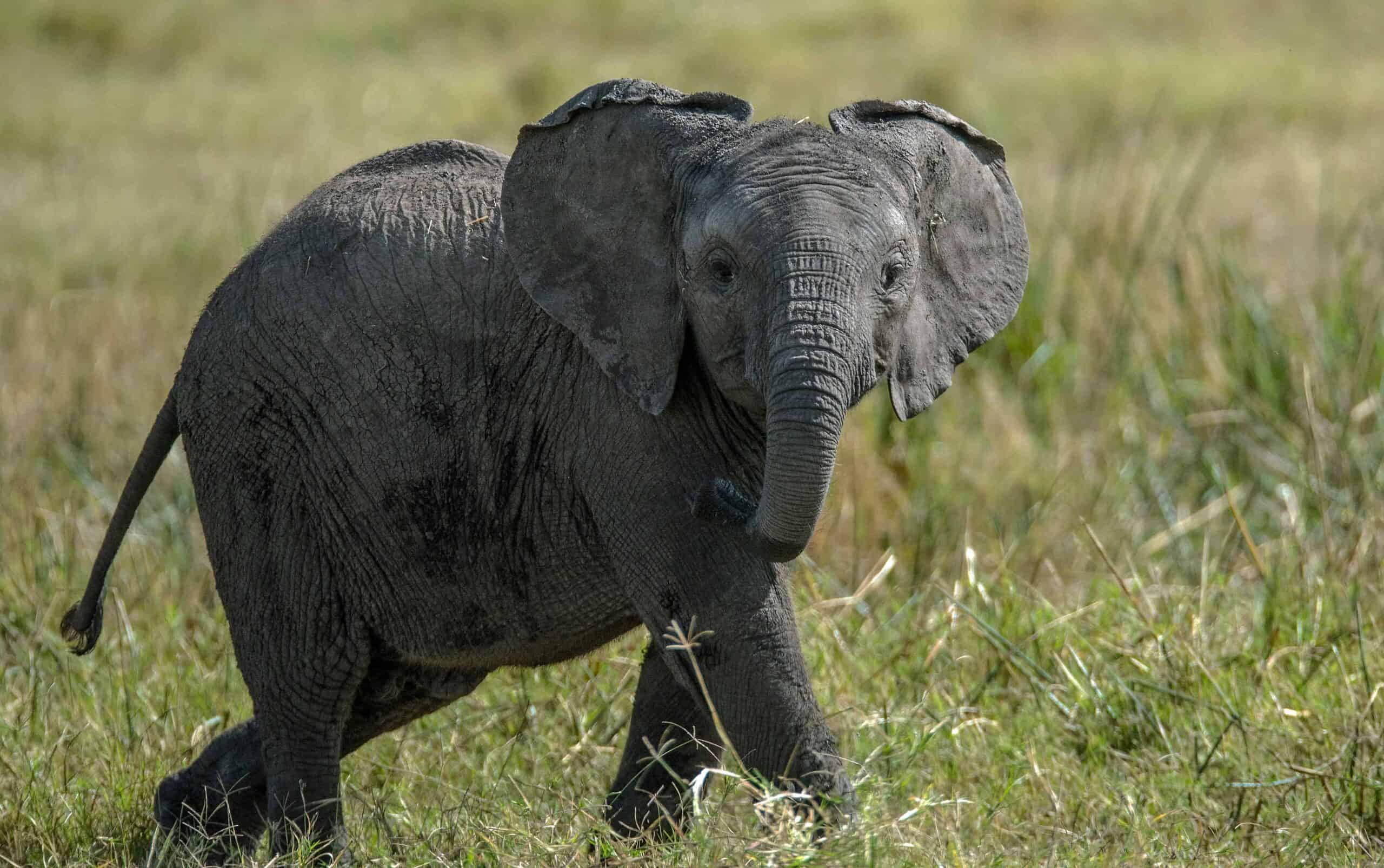 Elephant home