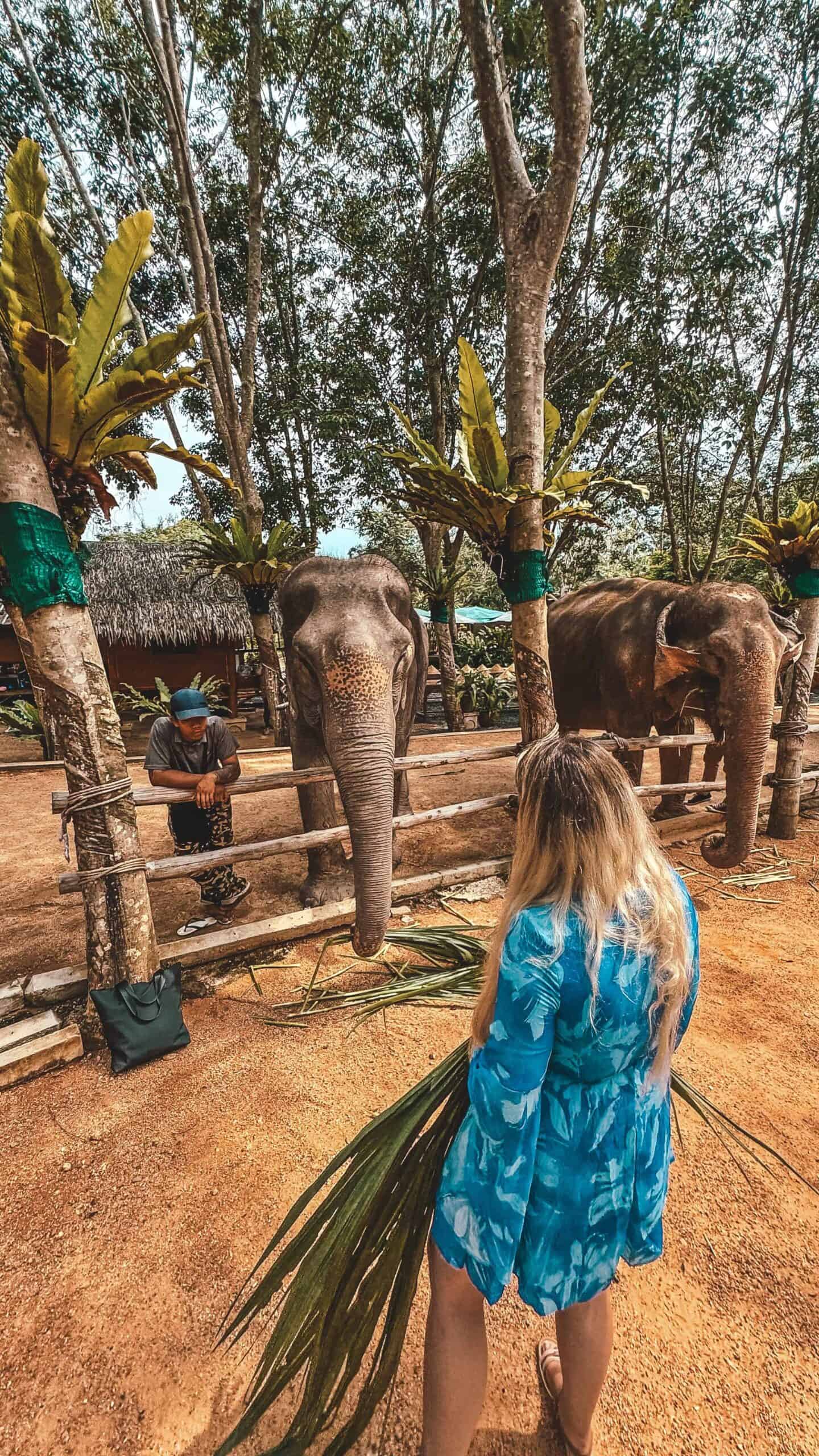 Visitors feeding elephants at Samui Elephant Home in a lush, tropical setting.