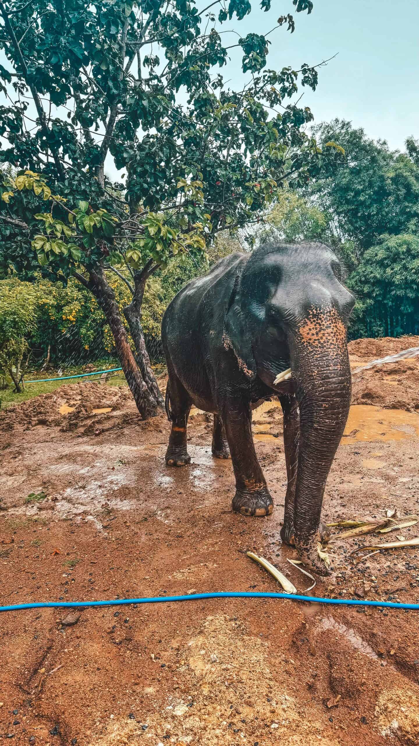 Elephant home