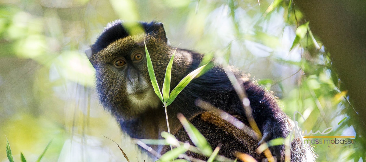 Primati in Uganda: gorilla e tante altre specie » https://www.massimobasso.com/primati-in-uganda/