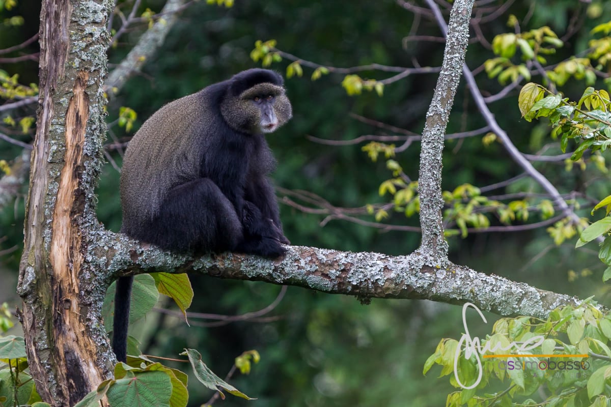 Cercopiteco dal diadema - Cercopithecus mitis - Primati in Uganda