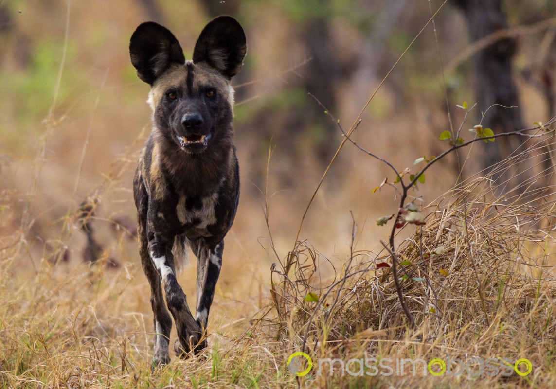 Licaone In Caccia Nel Delta Dell'okawango